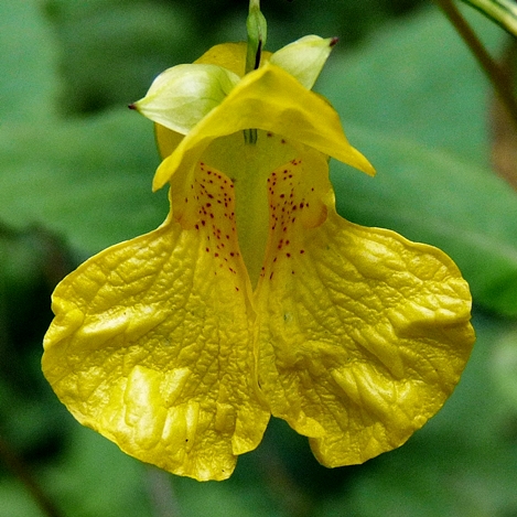 {Impatiens pallida}